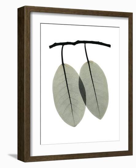 Ficus Involucrata-Albert Koetsier-Framed Photographic Print