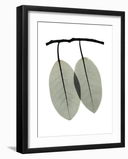 Ficus Involucrata-Albert Koetsier-Framed Photographic Print