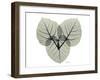 Ficus Peticolaris Portrait-Albert Koetsier-Framed Art Print