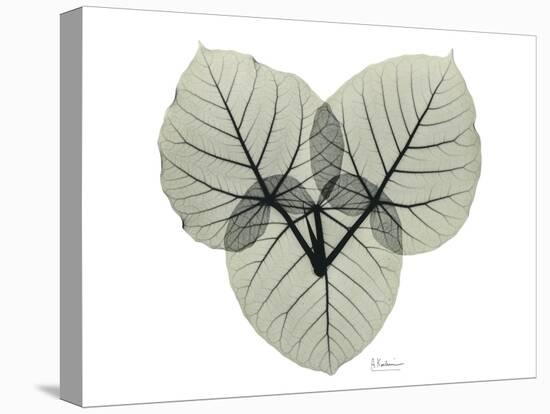 Ficus Peticolaris Portrait-Albert Koetsier-Stretched Canvas