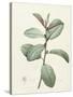 Ficus Rubeginosa-Pierre Joseph Redoute-Stretched Canvas