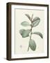 Ficus Rubeginosa-Pierre Joseph Redoute-Framed Giclee Print