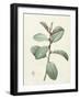 Ficus Rubeginosa-Pierre Joseph Redoute-Framed Giclee Print