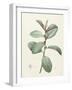 Ficus Rubeginosa-Pierre Joseph Redoute-Framed Giclee Print