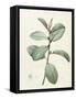 Ficus Rubeginosa-Pierre Joseph Redoute-Framed Stretched Canvas