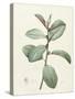 Ficus Rubeginosa-Pierre Joseph Redoute-Stretched Canvas