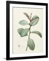 Ficus Rubeginosa-Pierre Joseph Redoute-Framed Giclee Print