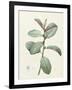 Ficus Rubeginosa-Pierre Joseph Redoute-Framed Giclee Print