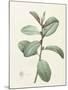 Ficus Rubeginosa-Pierre Joseph Redoute-Mounted Giclee Print