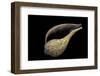 Ficus Variegata-Paul Starosta-Framed Photographic Print