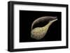 Ficus Variegata-Paul Starosta-Framed Photographic Print