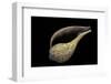 Ficus Variegata-Paul Starosta-Framed Photographic Print