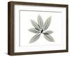 Ficus Virens-Albert Koetsier-Framed Photographic Print