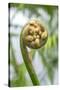 Fiddlehead, Fern, Usa-Lisa S. Engelbrecht-Stretched Canvas