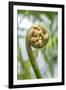 Fiddlehead, Fern, Usa-Lisa S. Engelbrecht-Framed Premium Photographic Print