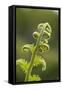 Fiddlehead Fern-Richard T. Nowitz-Framed Stretched Canvas