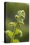 Fiddlehead Fern-Richard T. Nowitz-Stretched Canvas