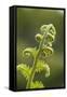 Fiddlehead Fern-Richard T. Nowitz-Framed Stretched Canvas