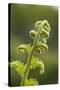 Fiddlehead Fern-Richard T. Nowitz-Stretched Canvas