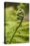 Fiddlehead Fern-Richard T. Nowitz-Stretched Canvas