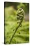 Fiddlehead Fern-Richard T. Nowitz-Stretched Canvas