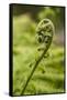 Fiddlehead Fern-Richard T. Nowitz-Framed Stretched Canvas