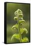 Fiddlehead Fern-Richard T. Nowitz-Framed Stretched Canvas