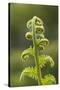 Fiddlehead Fern-Richard T. Nowitz-Stretched Canvas