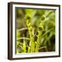 Fiddlehead Fern-Richard T. Nowitz-Framed Photographic Print