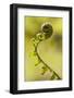 Fiddlehead Fern-Richard T. Nowitz-Framed Photographic Print