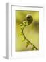 Fiddlehead Fern-Richard T. Nowitz-Framed Photographic Print