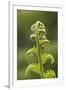 Fiddlehead Fern-Richard T. Nowitz-Framed Photographic Print