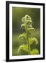 Fiddlehead Fern-Richard T. Nowitz-Framed Photographic Print