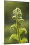 Fiddlehead Fern-Richard T. Nowitz-Mounted Photographic Print