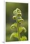 Fiddlehead Fern-Richard T. Nowitz-Framed Photographic Print