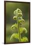 Fiddlehead Fern-Richard T. Nowitz-Framed Photographic Print