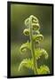 Fiddlehead Fern-Richard T. Nowitz-Framed Photographic Print