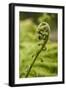 Fiddlehead Fern-Richard T. Nowitz-Framed Photographic Print