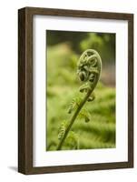 Fiddlehead Fern-Richard T. Nowitz-Framed Photographic Print