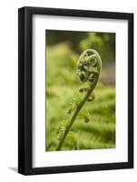 Fiddlehead Fern-Richard T. Nowitz-Framed Photographic Print