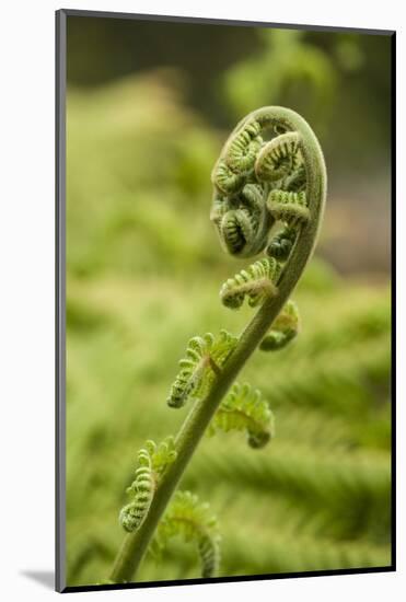 Fiddlehead Fern-Richard T. Nowitz-Mounted Photographic Print