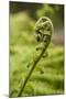 Fiddlehead Fern-Richard T. Nowitz-Mounted Photographic Print