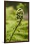 Fiddlehead Fern-Richard T. Nowitz-Framed Photographic Print