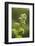 Fiddlehead Fern-Richard T. Nowitz-Framed Photographic Print