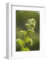 Fiddlehead Fern-Richard T. Nowitz-Framed Photographic Print