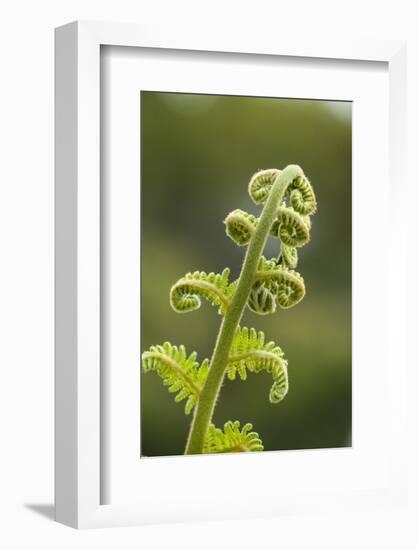 Fiddlehead Fern-Richard T. Nowitz-Framed Photographic Print