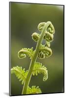 Fiddlehead Fern-Richard T. Nowitz-Mounted Photographic Print