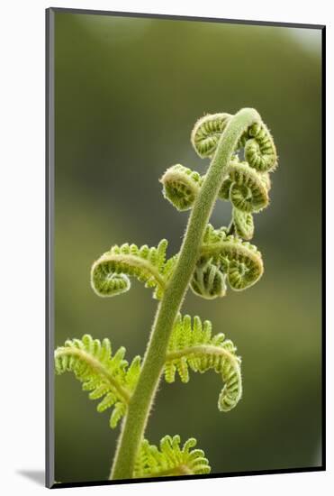 Fiddlehead Fern-Richard T. Nowitz-Mounted Photographic Print