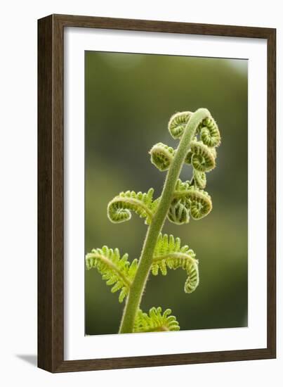 Fiddlehead Fern-Richard T. Nowitz-Framed Photographic Print