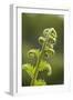 Fiddlehead Fern-Richard T. Nowitz-Framed Photographic Print